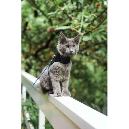 Maine coon kitten in black harness on railing