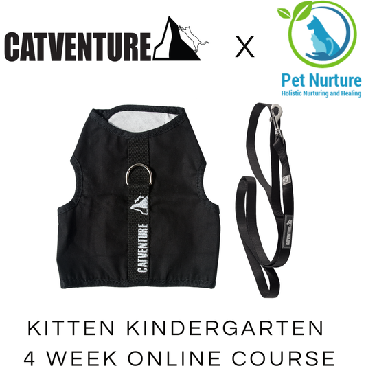 Black Catventure escape proof kitten harness and black cat leash with Pet Nurture Kitten Kindergarten Bundle