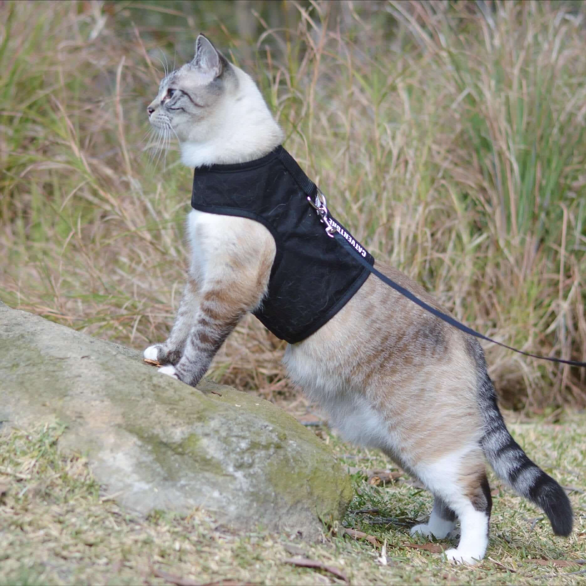Catventure Escape Proof Cat Harness Black – Cat Harness Australia