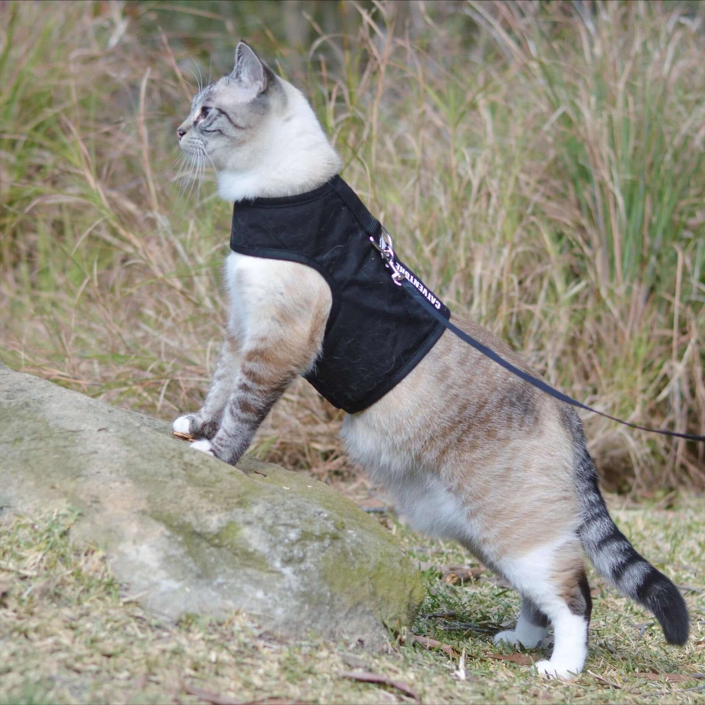 Domestic cat standing on rock in black catventure cat harness