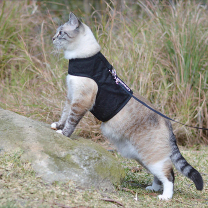 Cat standing on rock in black catventure cat harness